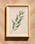 Eucalyptus Cascade